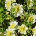Petunia x 'Malaga Sunshine'